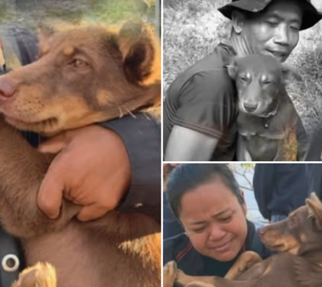 วินาทีอำลาผู้กล้า… เมื่อสุนัขผู้ซื่อสัตย์ยืนเฝ้าไม่ยอมทิ้งเจ้านายในลมหายใจสุดท้าย